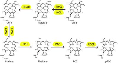 Phytohormone and Light Regulation of Chlorophyll Degradation